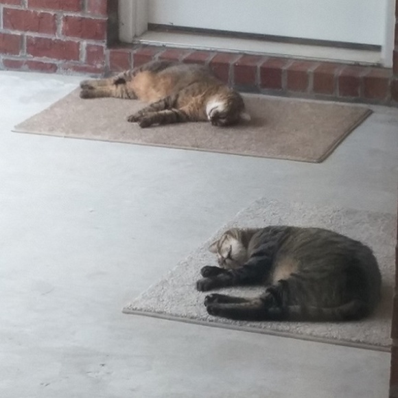 My Fur Babies!!! - Picture 1 of 8